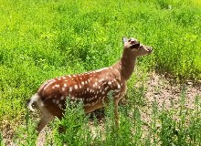 【东鳌鹿讯】鹿茸是唯一可再生的！鹿茸顶端较根部更为珍贵！